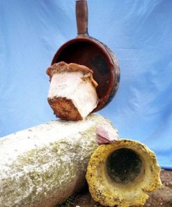 Acornkids.shop379f2f5855 4